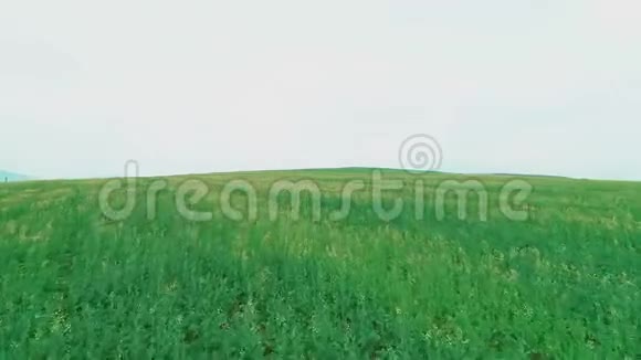 空中无人机飞行在绿草地上鲜花盛开视频的预览图