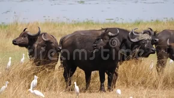 在池塘附近的大草原上放牧非洲野牛视频的预览图