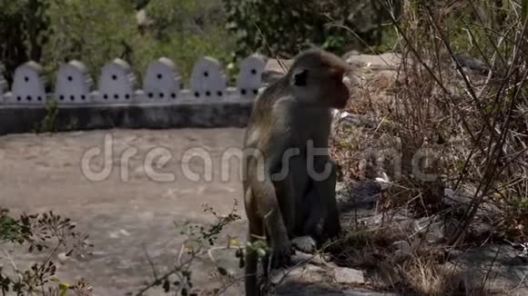 猴子坐在石壁上环顾四周视频的预览图