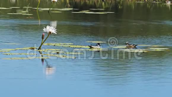 池塘上的一对绿鹅视频的预览图