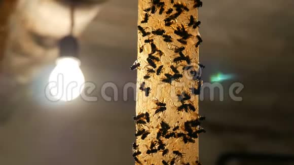 死的和活的苍蝇在胶带上捕捉昆虫粘带特写镜头拍摄背景的捕蝇器视频的预览图