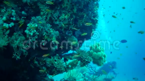 MarsaAlamAbuDabab埃及Mart232019年一名潜水员在珊瑚礁上观看并拍摄热带鱼的视频视频的预览图