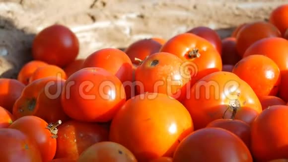 一大块漂亮的红色鲜西红柿从铁碗里的田园里收获视频的预览图