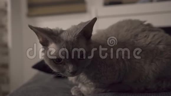 猫坐在沙发上环顾四周视频的预览图