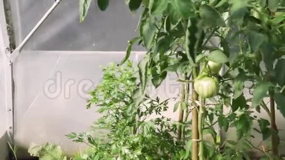 全高清分辨率视频移动新鲜成熟番茄在藤蔓在温室生态农业园视频的预览图