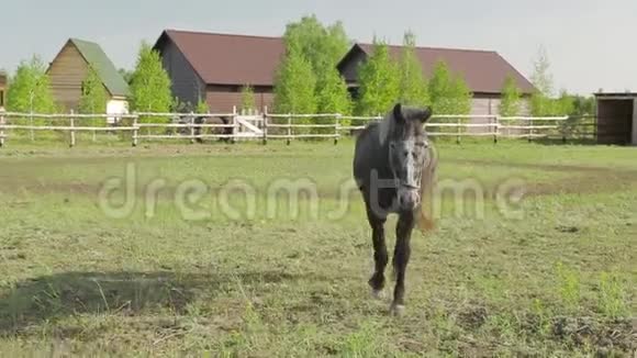 黑灰色的马走在围场上视频的预览图