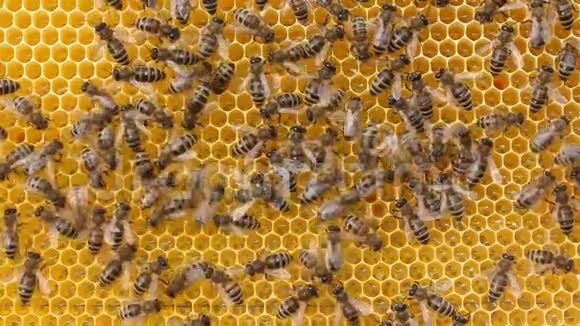 蜂舞蜜蜂传递信息蜜蜂的特殊动作视频的预览图