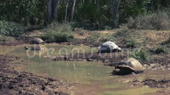 加拉帕戈斯的圣克鲁斯岛上一个水洞里的巨型乌龟视频的预览图