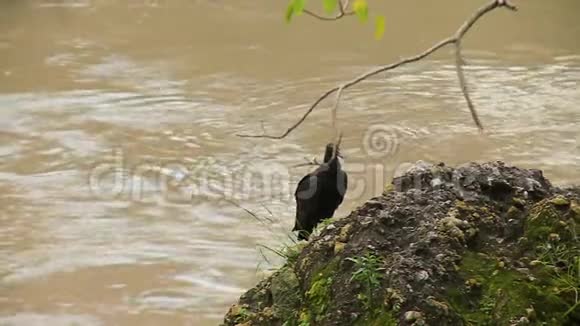 黑鸟坐在河岸上视频的预览图