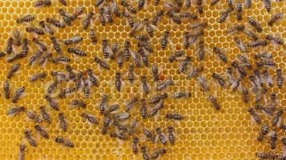 蜂舞蜜蜂传递信息蜜蜂的特殊动作视频的预览图