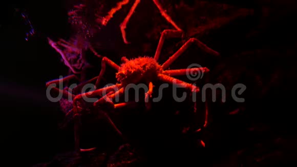 鱼缸里的巨型蜘蛛蟹视频的预览图