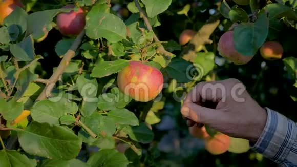 老农的手把树熟苹果收起来视频的预览图