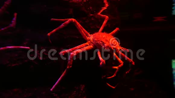 鱼缸里的巨型蜘蛛蟹视频的预览图