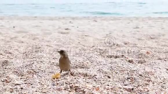 麻雀在海边吃面包屑视频的预览图