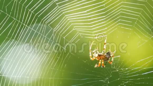 夏天一只大蜘蛛在树上织网在绿树叶的背景上织网大人物视频的预览图