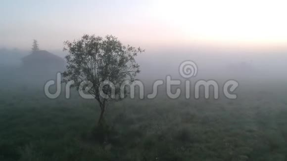 雾中的孤树视频的预览图