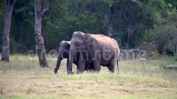 小象走路时被父母包围着视频的预览图