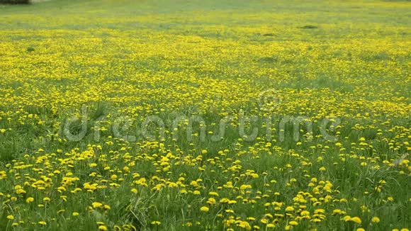 草地上的蒲公英春天的黄花视频的预览图