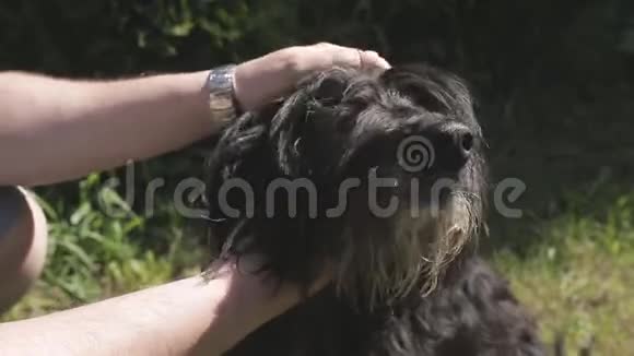 男人手抚摸着草坪上黑胡子狗的头视频的预览图