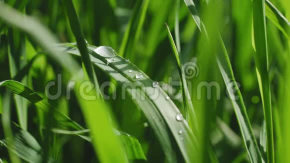 清晨的露水滴在植物的绿叶上视频的预览图