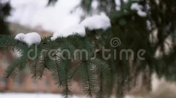 手摇松枝与雪的慢动作十二月的假日季节视频的预览图