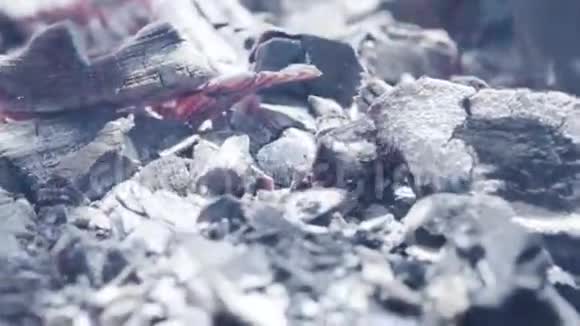 燃烧木炭的特写库存录像烤架上有煤和火焰把烤架里的煤关上视频的预览图