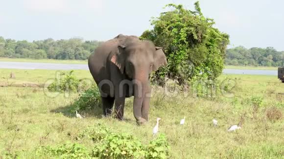 当吉普车从后面经过时大象会用白鹭来吃草视频的预览图
