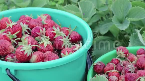 收获成熟的草莓站在他们自己的花园的绿色灌木丛中在一个夏季农场视频的预览图
