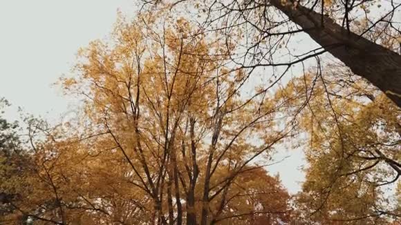 五彩缤纷的秋树秋季树梢实时拍摄视频的预览图
