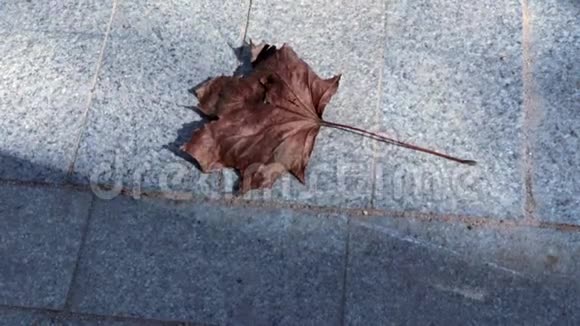 干燥的棕色枫叶在阳光下在石人行道上滑行复制空间视频的预览图