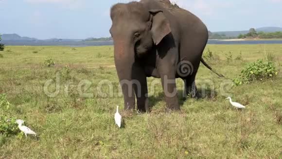 大象用白鹭吃草吉普车从后面经过三个四分之一的景色视频的预览图