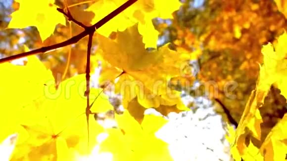 五彩缤纷的黄色秋叶太阳耀斑视频的预览图