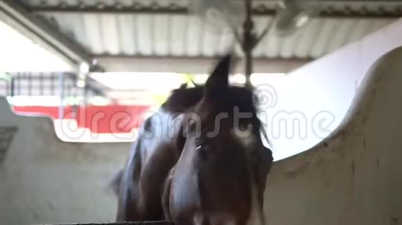 大马立在马厩里栗色马的鼻子上有一个白斑等待轮到他参加视频的预览图