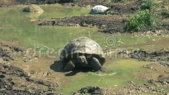 巨龟从加拉帕戈斯的圣克鲁斯岛上的水洞里爬出来视频的预览图