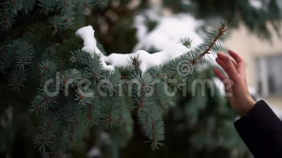 手摇松枝与雪的慢动作十二月的假日季节视频的预览图