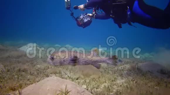 白锅河豚阿罗斯伦他的蜘蛛白天鱼慢慢地游过沙底视频的预览图