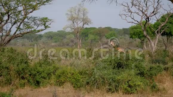 野地非洲长颈鹿在丛林的绿丛中视频的预览图