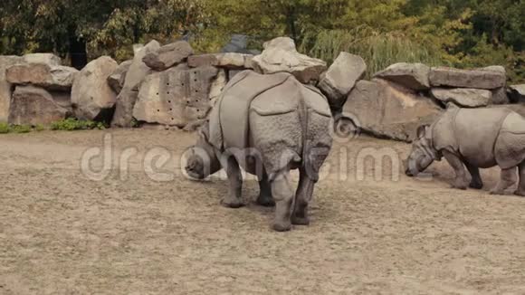 动物园走着两只犀牛吃着小草围着大石头的栅栏视频的预览图