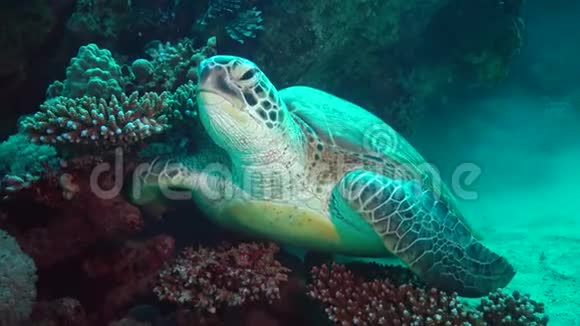 绿海龟Cheloniamydas海龟藏在珊瑚下面视频的预览图