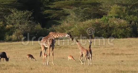 马塞长颈鹿长颈鹿骆驼皮达利斯蒂佩尔斯基奇母亲和小牛在肯尼亚萨凡纳马塞马拉公园散步实时视频的预览图