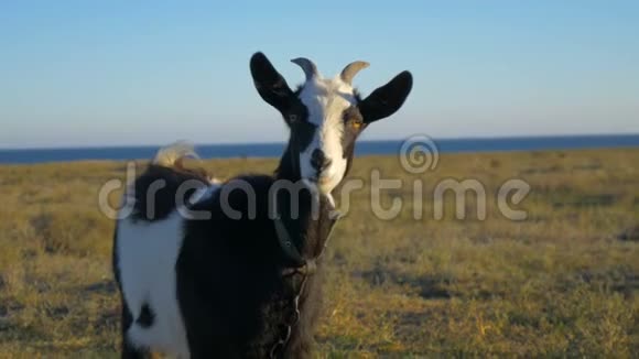 草地上的黑白山羊视频的预览图