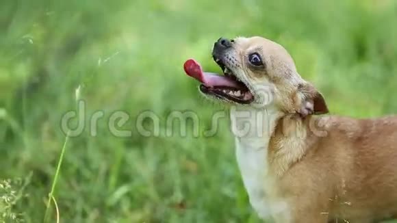 草坪上的小狗视频的预览图