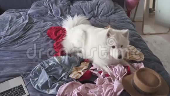 宠物在卧室的床上弄得一团糟视频的预览图