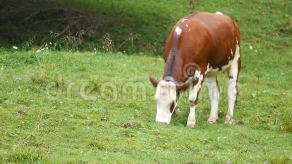 奶牛在草地上吃草视频的预览图
