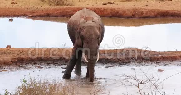 非洲象非洲象成人站在水洞洗澡肯尼亚的茨沃公园实时视频的预览图