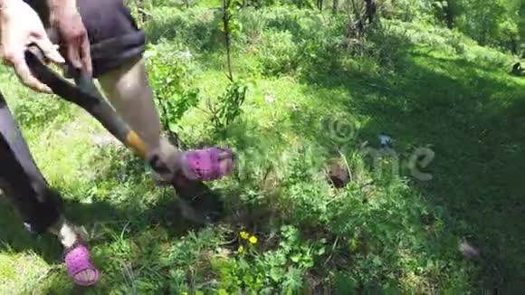 园丁挖了一丛野生植物大枝莲视频的预览图