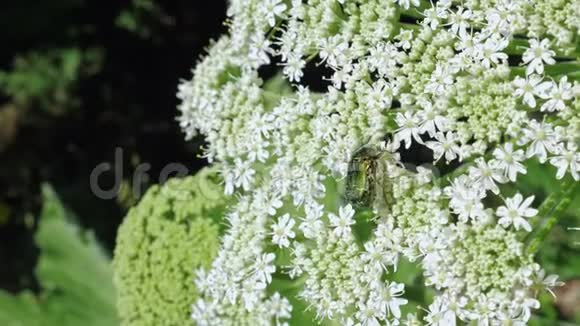 绿色玫瑰花甲虫在猪草花序上视频的预览图