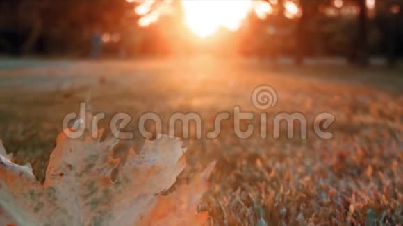 秋春主题阳光和树叶在明亮的日子里生长视频的预览图