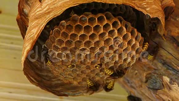 黄蜂巢视频的预览图