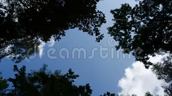 时光流逝天空的树木树梢间云飞古老的森林视频的预览图